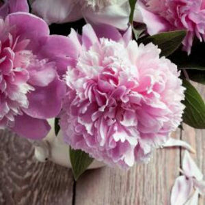 Meet your Posher, Ahmed